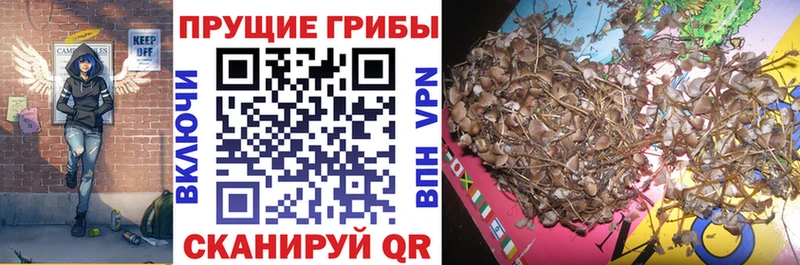 Купить закладки  Сосновоборск  Псилоцибиновые грибы Magic Shrooms 